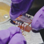 Table of Content image for article: Back-Contact Perovskite Solar Cells